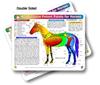 Horse - Equine Acupressure Points Chart