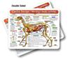 Dog -Canine  Anatomy & Physiology Chart