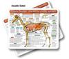 Horse - Equine Anatomy & Physiology Chart