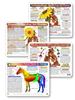 Horse - Equine Remedy Bundle Charts